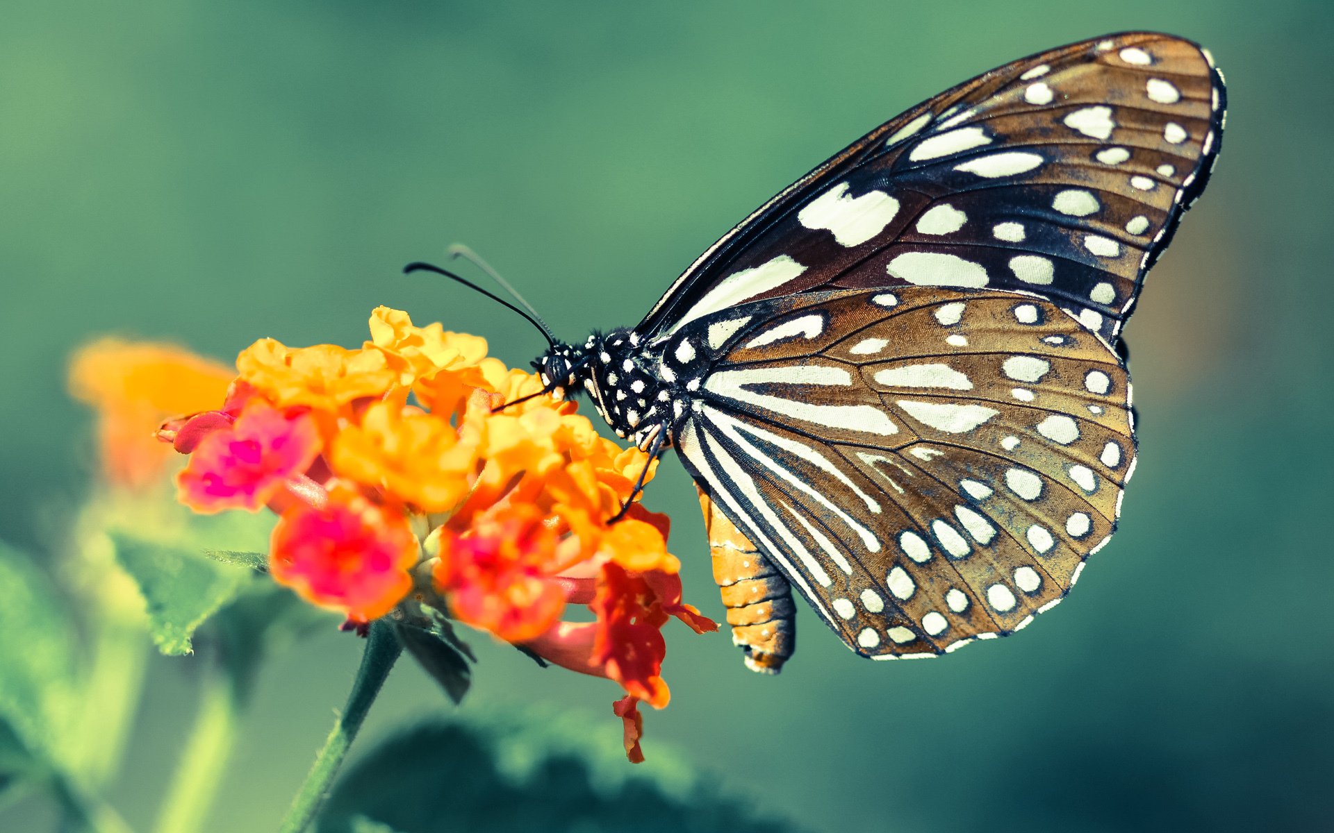 2017年东部决赛:库里在第六场攻防两端表现完美,砍下35分带队晋级!